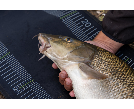 KORUM NEOPRENE MEASURE MAT 1.2M