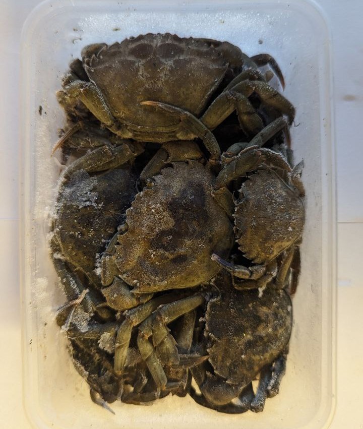 Deadbait Peeler Crab