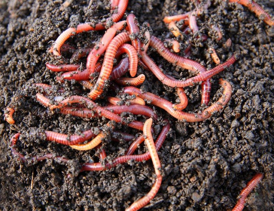 Worms Bulk