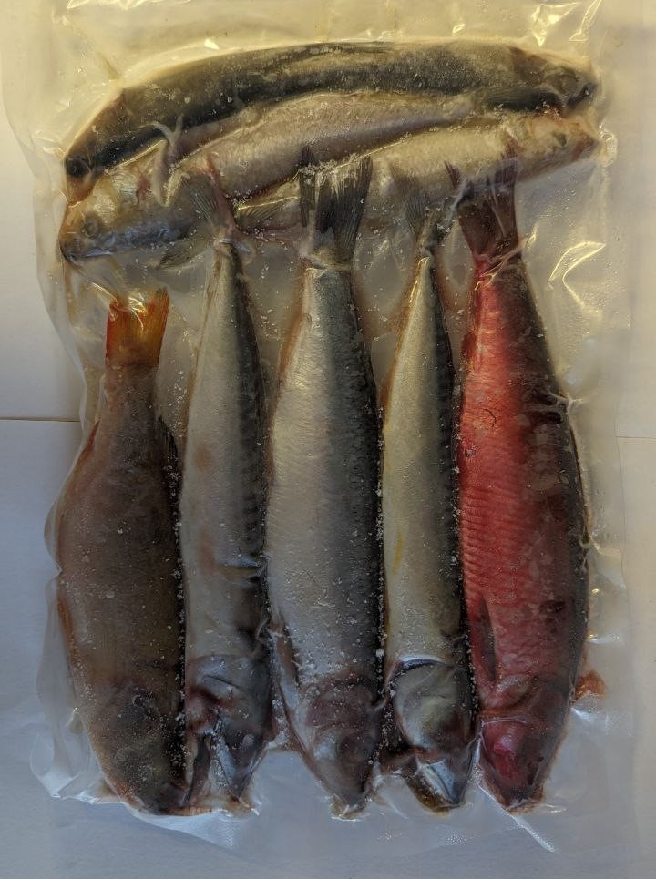 Pike pack Deadbait (Click & Collect only!)