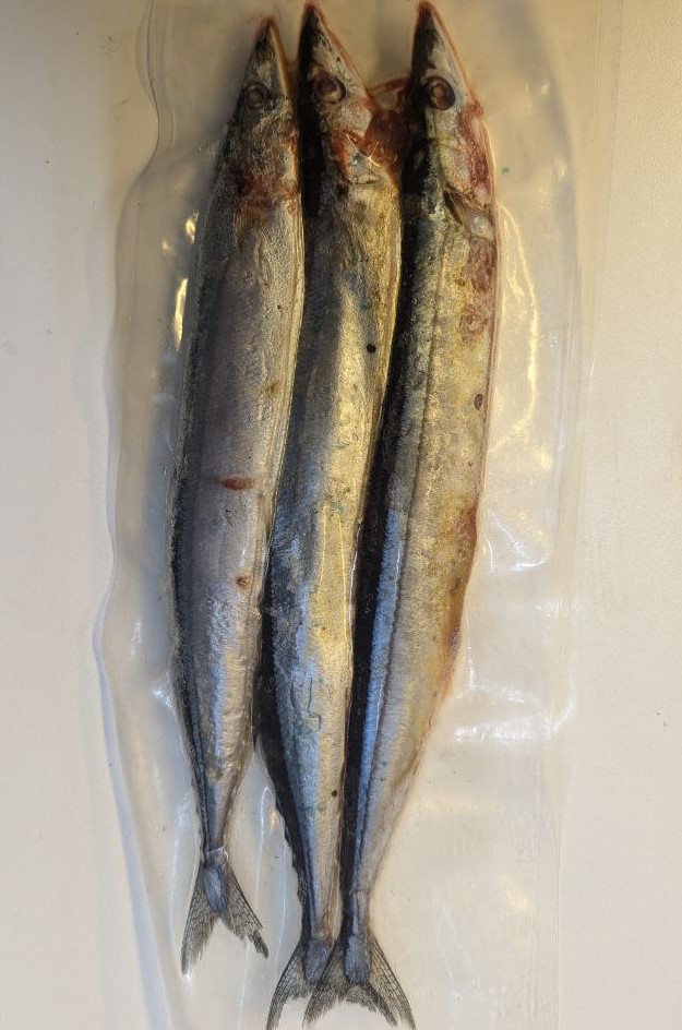 Bluies 3 pack Deadbait (Click & Collect only!)