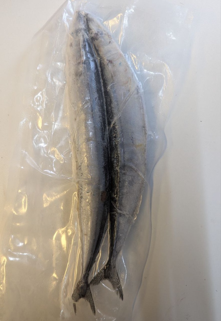 Bluies 2 pack Deadbait