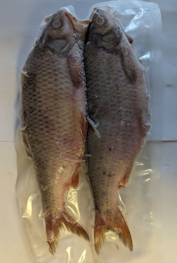 Roach large Deadbait (Click & Collect only!)