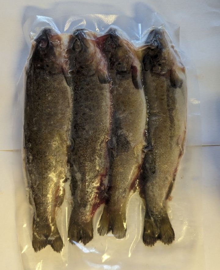 Trout large Deadbait