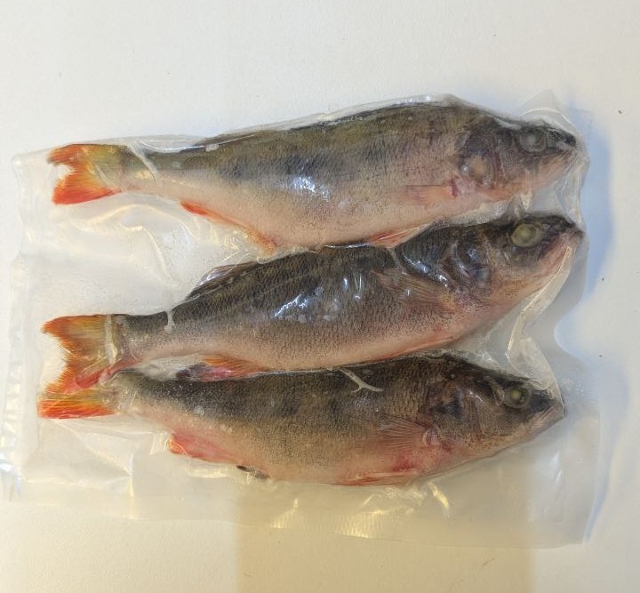 Perch Deadbait (Click & Collect only!)