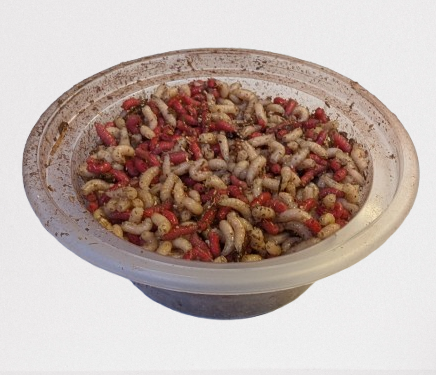 Maggots 1 pt.