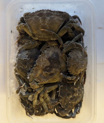 Deadbait Peeler Crab